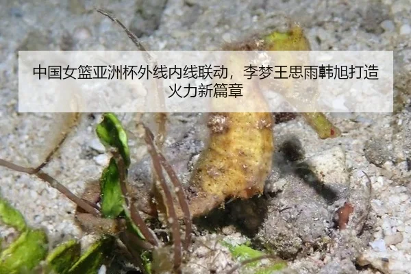 中国女篮亚洲杯外线内线联动，李梦王思雨韩旭打造火力新篇章