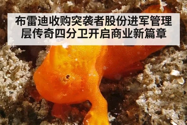 布雷迪收购突袭者股份进军管理层传奇四分卫开启商业新篇章